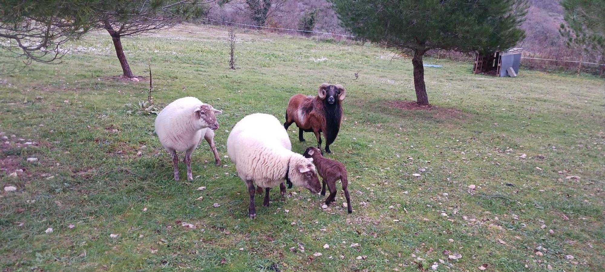 Gites Des Deux Vallees La Borieta Du Causse - Rocamadour Eksteriør billede