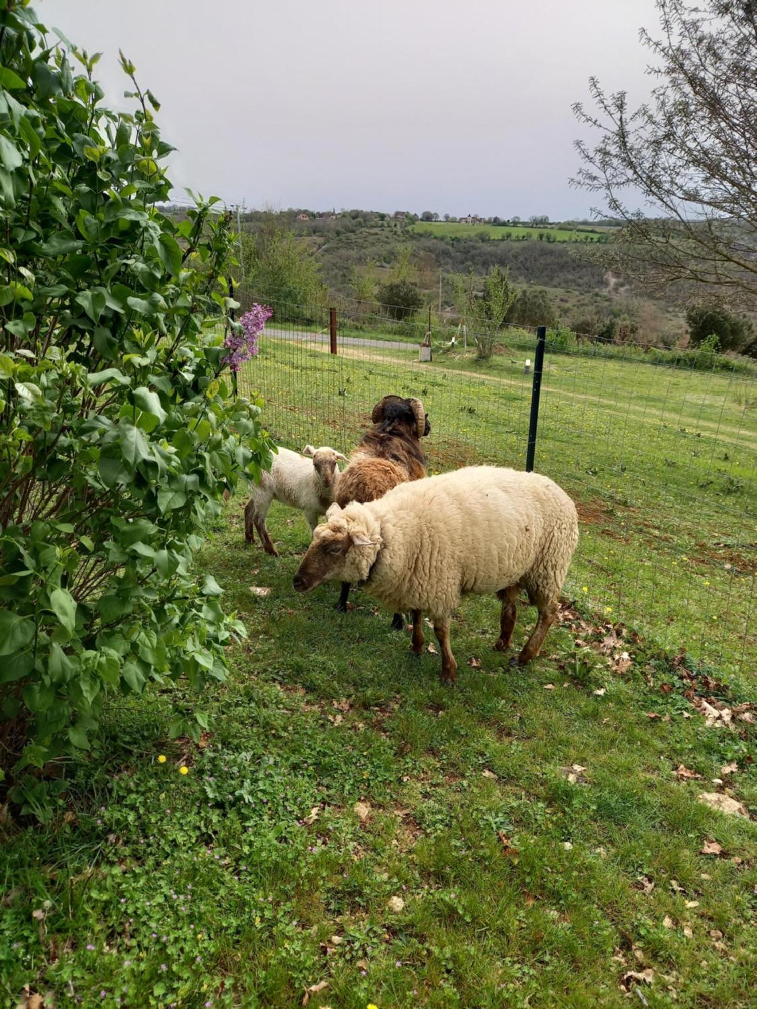 Gites Des Deux Vallees La Borieta Du Causse - Rocamadour Eksteriør billede